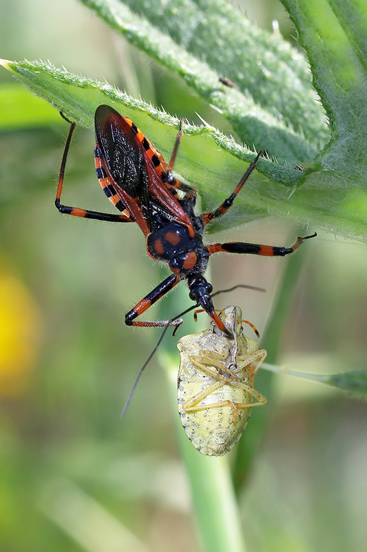 Rhynocoris iracundus?